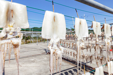 Hanging squids drying outside a fish restaurant, South Korea