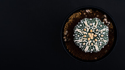 Hanazono Astrophytum cactus close up with Akadema stone . Astrophytum Catus in black background. Astrophytum asterias cactus. Top view of Astrophytum Asterias.