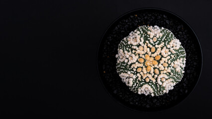 Hanazono Astrophytum cactus close up with Akadema stone . Astrophytum Catus in black background. Astrophytum asterias cactus. Top view of Astrophytum Asterias.