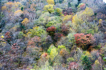 Colorful autumn trees in China