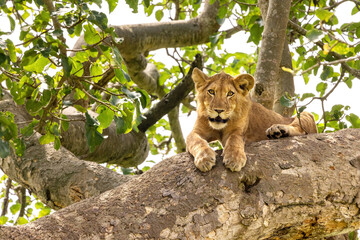 Naklejka na ściany i meble Juvenile lion in a tree. The Ishasha sector of Queen Elizabeth National Park is famous for the tree climbing lions, who climb to escape heat and insects, and have a clear vantage point. Uganda