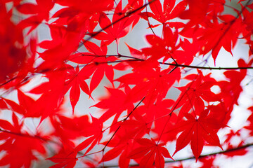 Maple leaves, autumn foliage patchwork, close-up view, red and orange tree leaves season is called Tampung in Korean, Hwaeomsa buddhist temple, South Korea