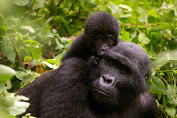 Adult female gorilla with baby, Gorilla beringei beringei, in the lush foliage of the Bwindi Impenetrable forest, Uganda. Members of the Muyambi family habituated group of the conservation programme