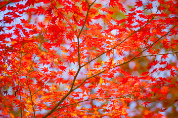Maple leaves, autumn foliage patchwork, close-up view, red and orange tree leaves season is called Tampung in Korean, Hwaeomsa buddhist temple, South Korea