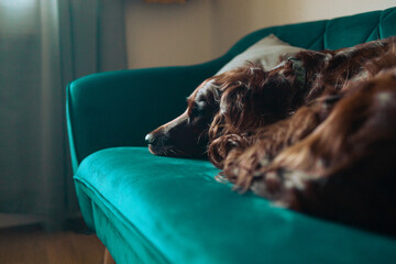 Happy Irish setter dog sleeping lying on a sofa in cozy home