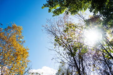 Yellow and green trees in the autumn