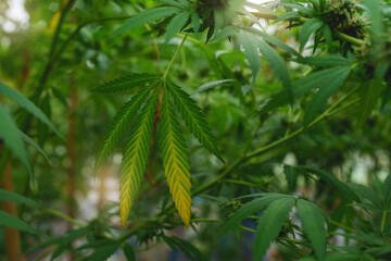 Cannabis or Marijuana or hemp leaf in a greenhouse. weed, herbal alternative medicine, cbd oil, pharmaceutical industry Concept