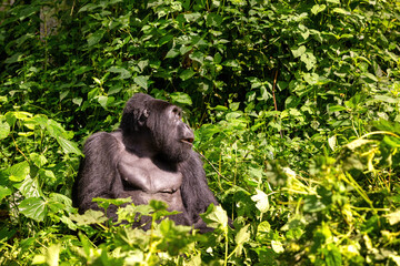 Adult female gorilla, gorilla beringei beringei, sitting in the lush shrubs of the Bwindi Inpenetrable Forest, a World Heritage site. Part of the Muyambi family grounp.