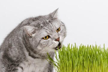 Tabby cat eating fresh green grass, healthy sprouted oats for cats, white background
