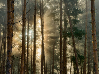 Diverging sunbeams among the trees of the forest on an early foggy morning. Low angle view