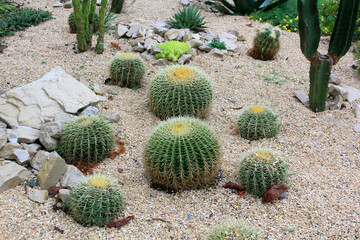 plantes graves