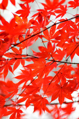 Maple leaves, autumn foliage patchwork, close-up view, red and orange tree leaves season is called Tampung in Korean, Hwaeomsa buddhist temple, South Korea