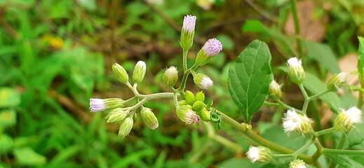 Cyanthillium Cinereum plant flowers on Blurred Background