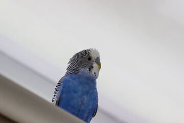 Blue budgerigar looks down. Pet