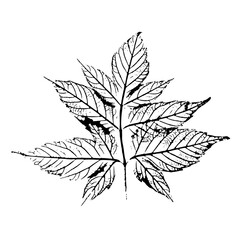 Maple ash leaf. Ink print with natural texture. Vector image isolated on white background.