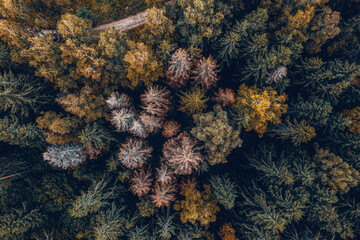 Aerial view of the colorful autumn forest