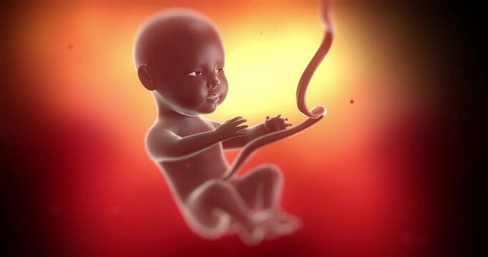 Black baby fetus slowly moving inside of mother's womb. Eyes open. Ready to born. Science and health related 4k 3d animation.