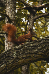 squirrel on tree