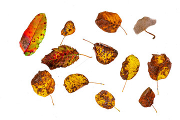 autumn leaves isolated on white