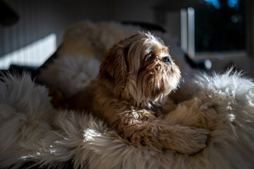 Small dog looking out