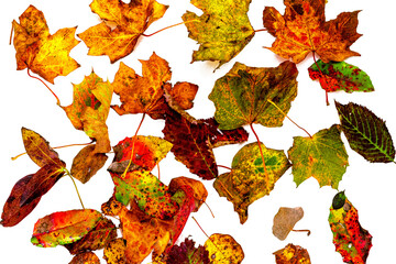 autumn leaves collection, isolated png file
