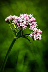 Pink Valerian on green background