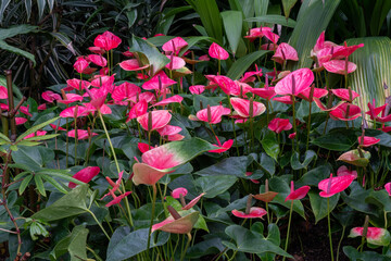 Fototapeta na wymiar Painter's-palette flowers. Anthurium andraeanum. Sweet dream variety. 