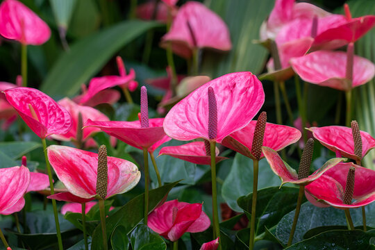 Anthurium Andraeanum