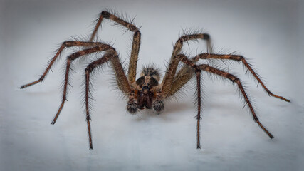 Labyrinth Spider