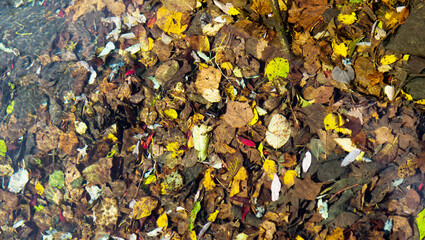 Yellow autumn leaves in the water