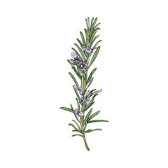Rosemary herb decorative design element sketch vector illustration isolated.