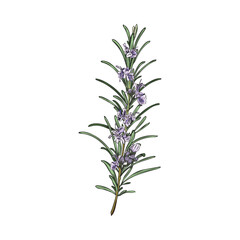 Obraz premium Hand drawn colorful sprig of rosemary with purple flowers sketch style