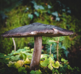 mushroom in the forest