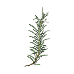 Obraz premium Hand drawn green twig of rosemary plant sketch style, vector illustration