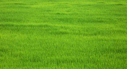 Obraz na płótnie Canvas Rice field green, natural green background, green rice, rice seedlings