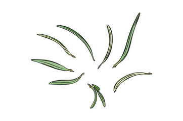 Fresh green rosemary leaves scattered randomly, vector illustration isolated.