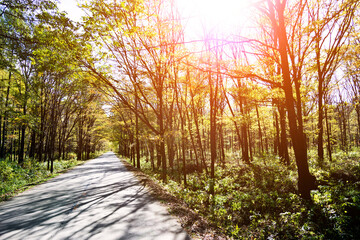 Empty road in the forest
