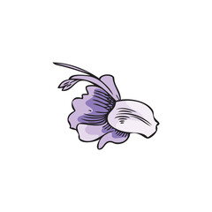 Hand drawn purple flower of rosemary plant, sketch vector illustration isolated on white background.