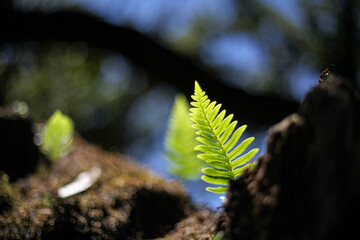 bright green fern on the tree