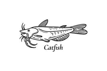 Catfish or sheatfish isolated vector illustration. Vintage vector engraving vector monochrome black fish illustration in a graphic ink style