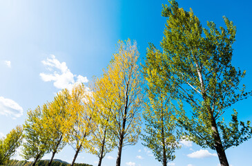 Looking up on clear blue sky with yellow poplar trees