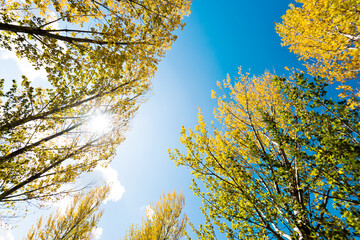Golden treetops against blue sky
