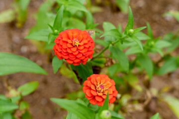 オレンジ色の百日草