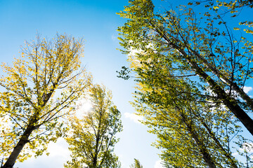 Looking up on clear blue sky with yellow poplar trees