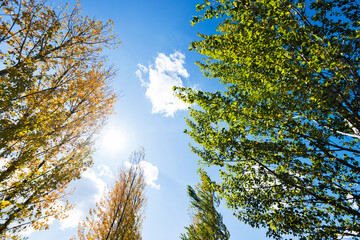 Looking up on clear blue sky with yellow poplar trees