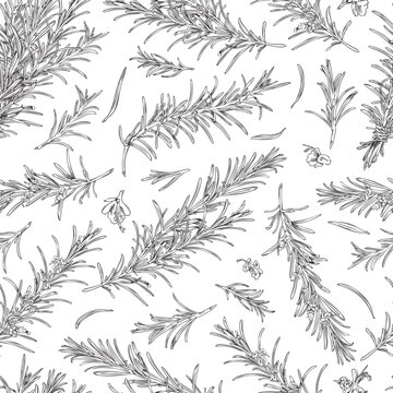 Rosemary branches and flowers seamless pattern, sketch vector illustration on white background.