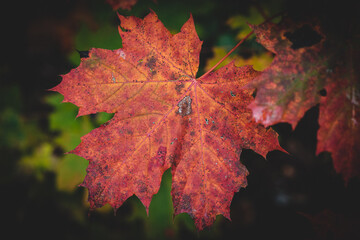 macro shot of a leaf in autumn in red, orange, yellow and green. Beautiful autumn mood