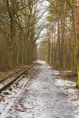Fototapeta na wymiar Forest road and narrow gauge railway tracks in winter, forest on a cloudy day. Winter.