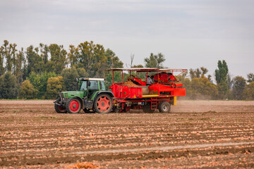 Fototapeta premium A tractor with an onion harvester harvesting onions in an onion field
