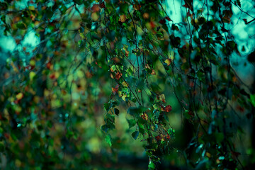 Birch branches of an unnatural emerald color. Foliage and branches background.
